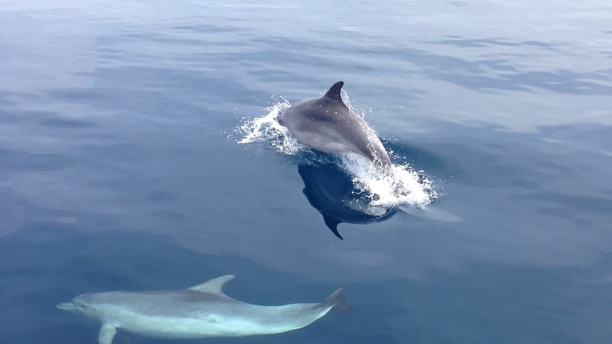 A pod of dolphins spotted in the Kornati archipelago.