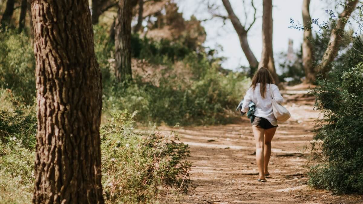 Forest exploration